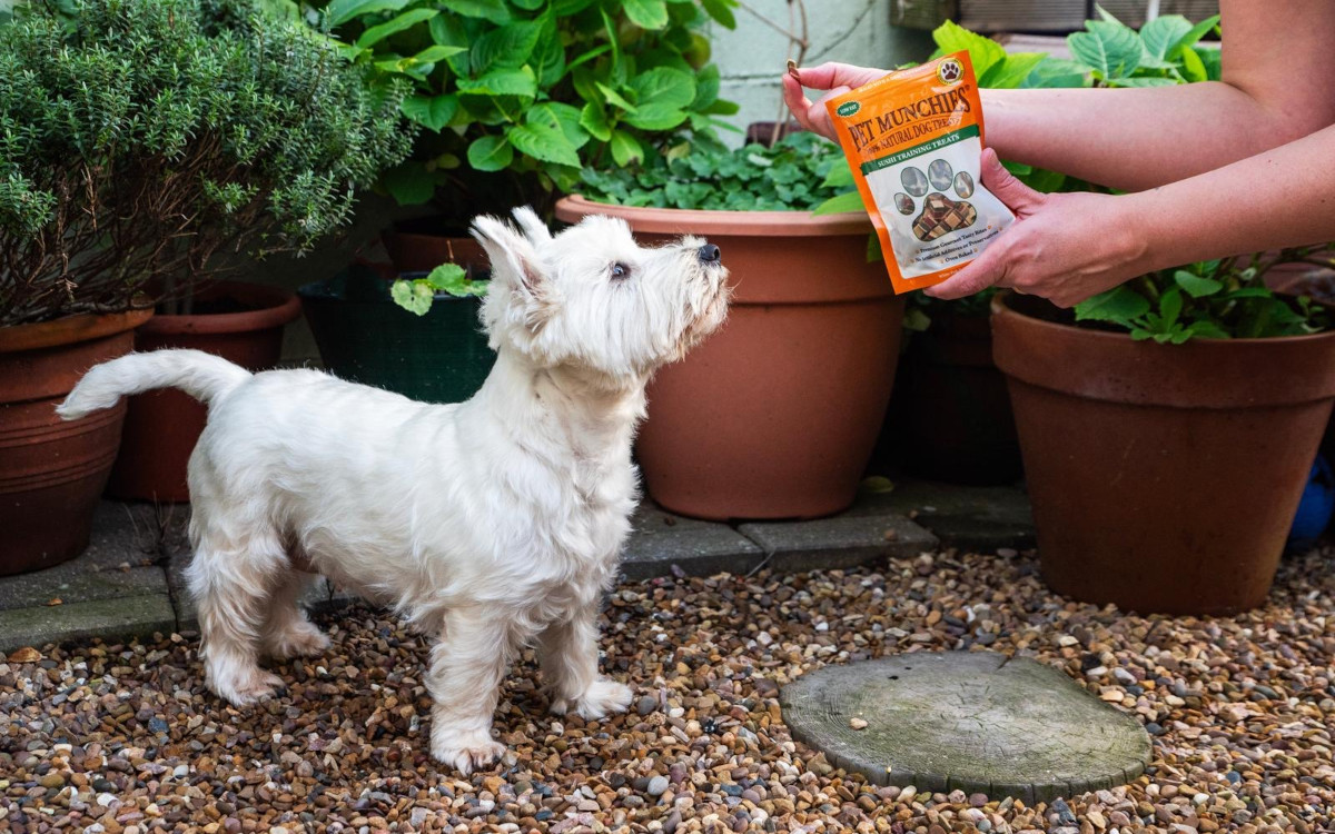 Dog with a treat